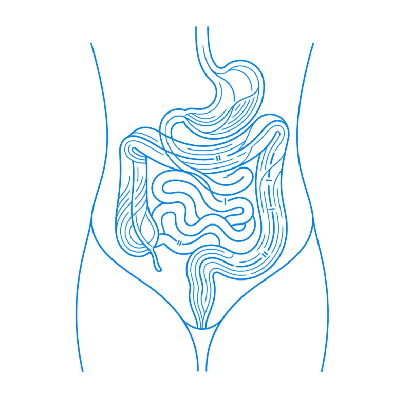 Illustration du système digestif et de l'équilibre intestinal.